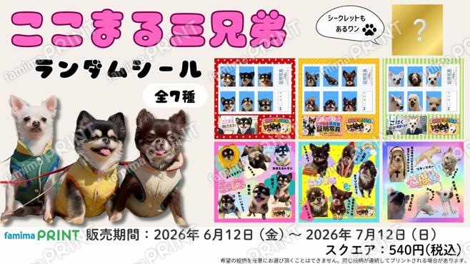 ここまる三兄弟