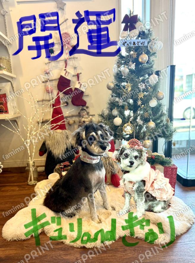 開運わんこワイルドなシュナウザーギュリandぎゅり01開運祈願