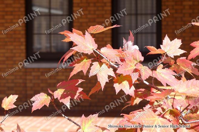 中庭のメイプル