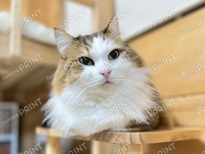 ひのき猫 オリジナルブロマイド・シール　秀吉のキメ顔