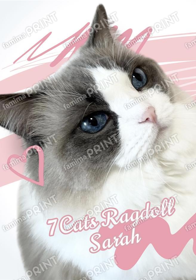 7Catsラグドール ブロマイド【サラ】09