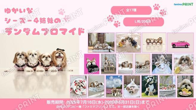 ゆかいなシーズー4姉妹 ランダムブロマイド