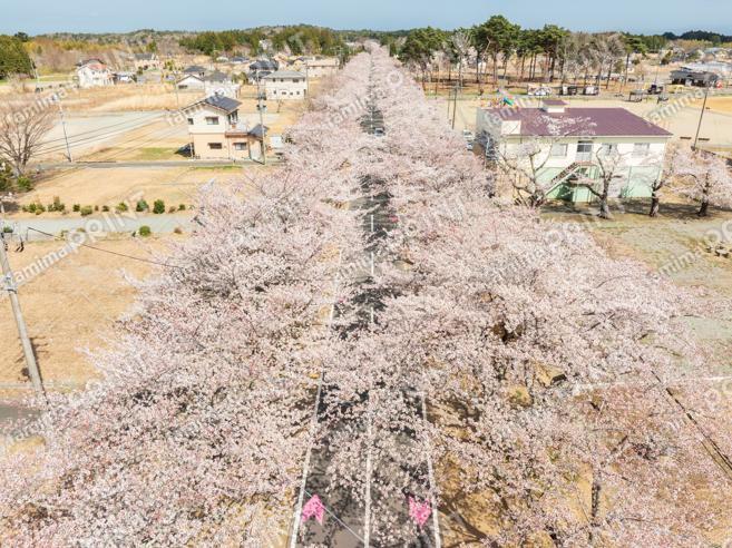 夜の森の桜のトンネル　～空～①