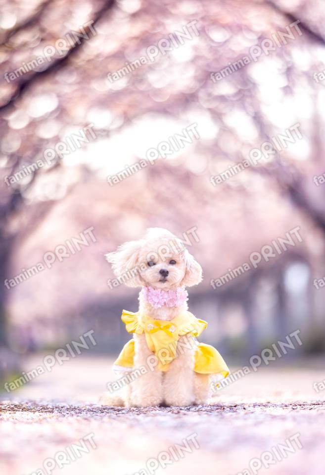 ハロー！モカだワン♪桜色 4