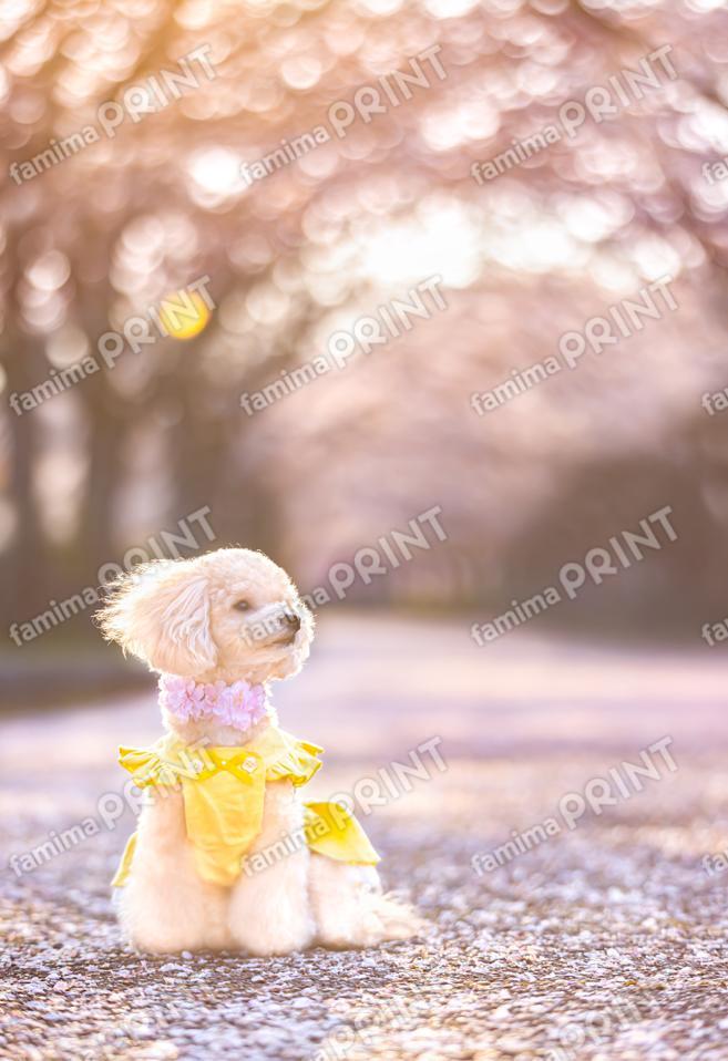 ハロー！モカだワン♪桜色 6