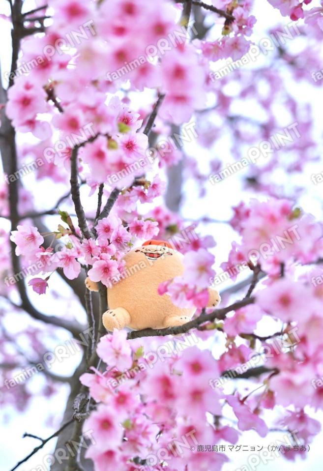 マグニョンブロマイド （かんまちあの桜）