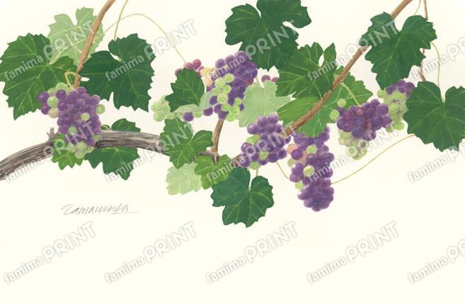 ピノ･ノワール(ヴェレゾンのはじまり)