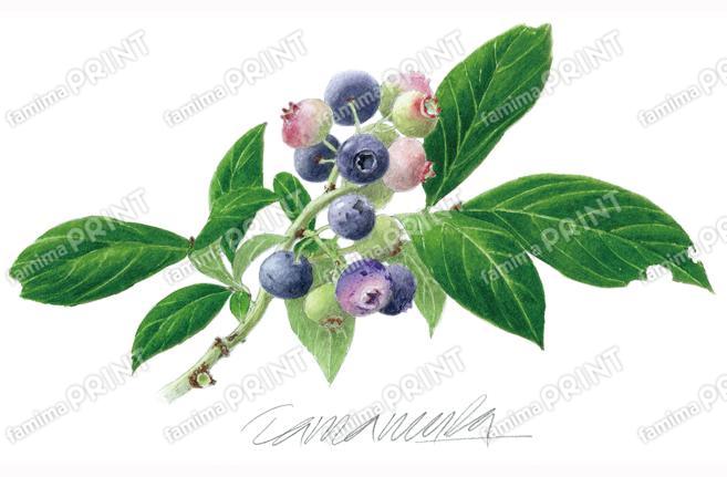 ガーデンのブルーベリー