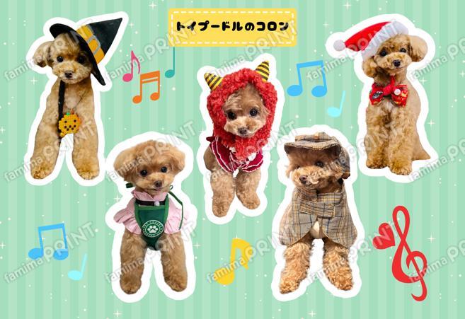 トイプードルのコロン シール_05