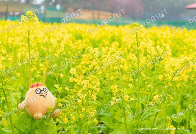 マグニョンブロマイド （都市農業センターの菜の花）