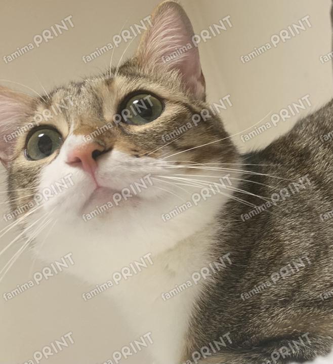 toto38