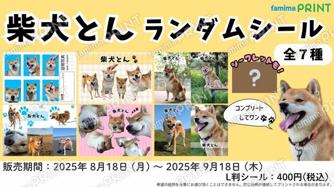 柴犬とん　ランダムシール