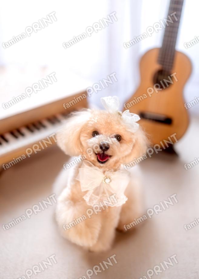 ハロー！モカだわん♪たのしいわん