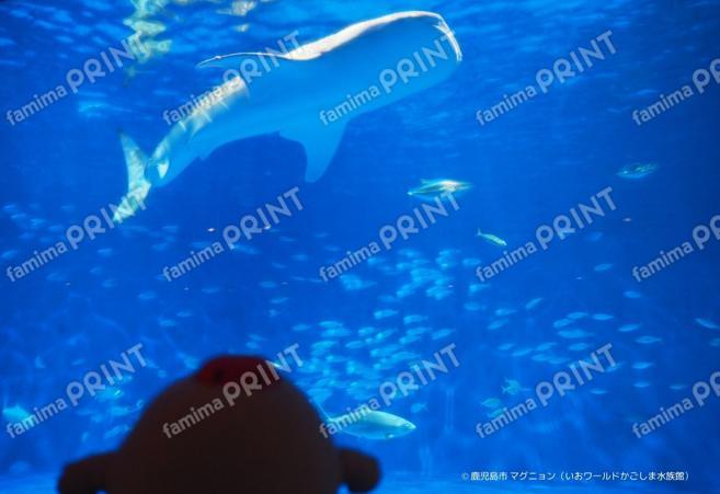 マグニョンブロマイド （かごしま水族館のジンベエザメ）