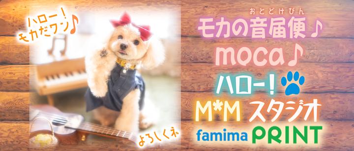 你好!摩卡狗狗♪请多关照