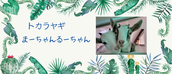 トカラヤギ　まる