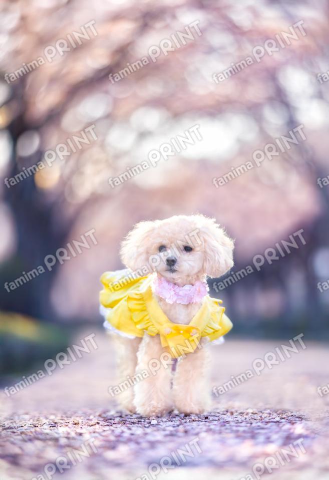 ハロー！モカだワン♪桜色 3