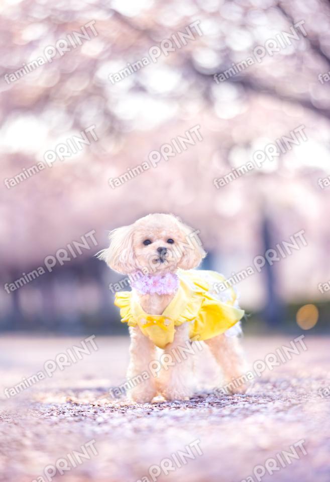 ハロー！モカだワン♪桜色 2