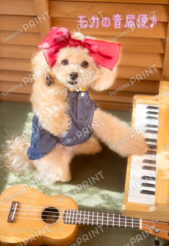 ハロー！モカの音届便♪A-9