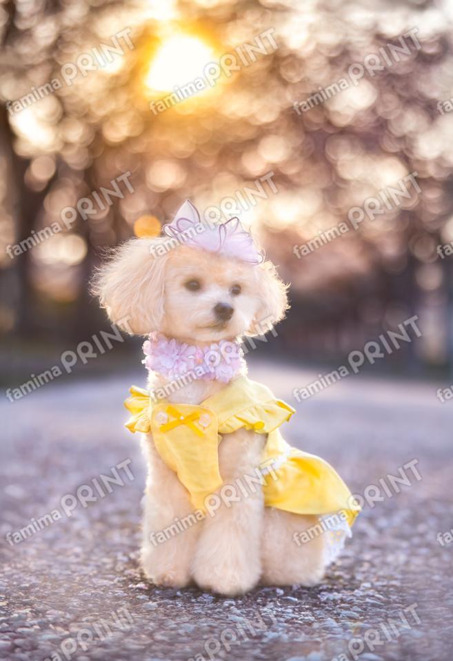 ハロー！モカだワン♪桜色 7