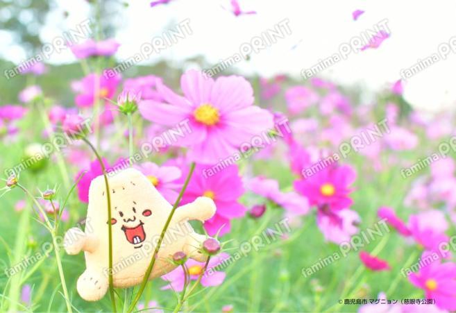 マグニョンブロマイド （慈眼寺公園のコスモス）