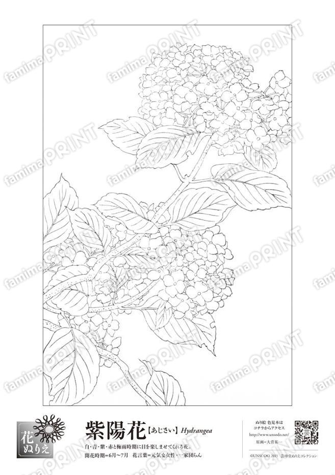 花ぬりえ　紫陽花