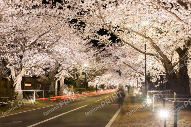 夜の森の桜のトンネル　～夜～①