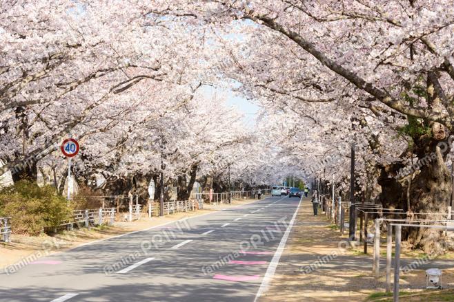夜の森の桜のトンネル　～朝～③
