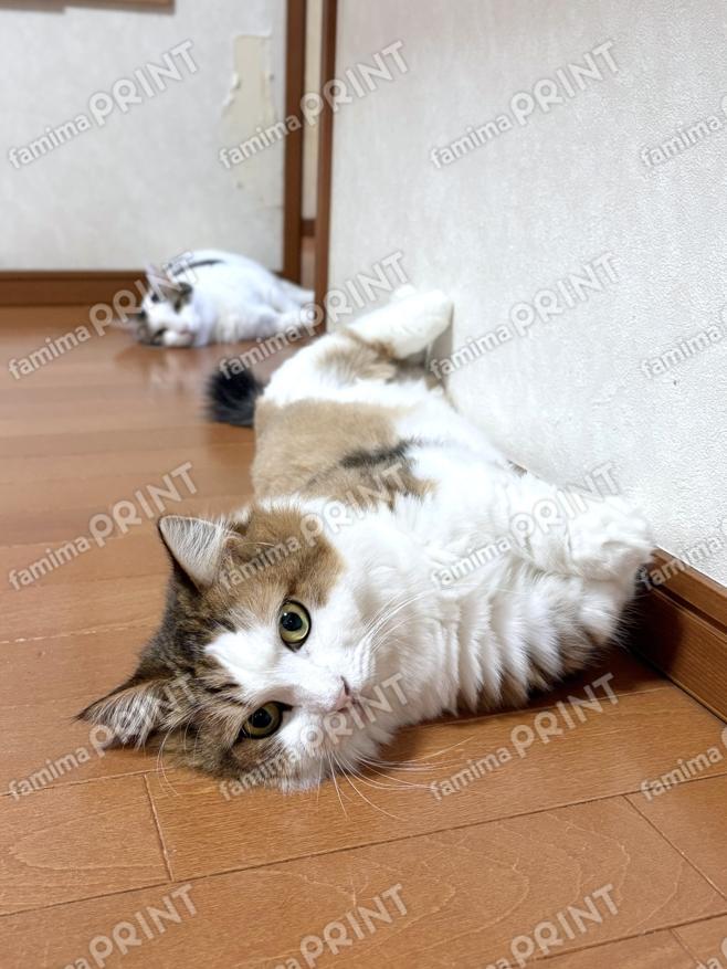 ひのき猫　オリジナルブロマイド・シール　転がる秀吉