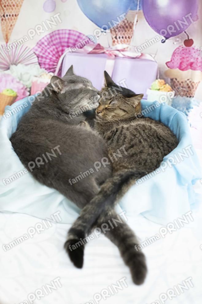 仲良し兄妹猫ゆずなつ_09