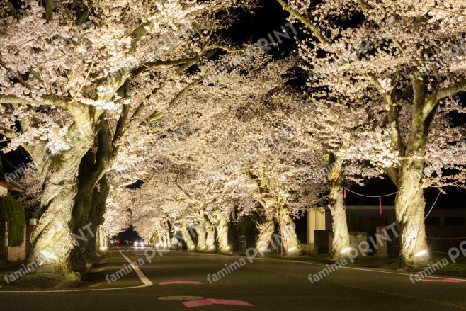 夜の森の桜のトンネル　～夜～②