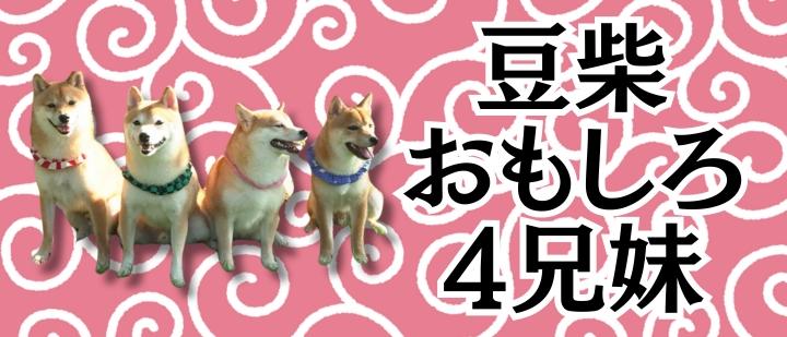 豆柴おもしろ４兄妹