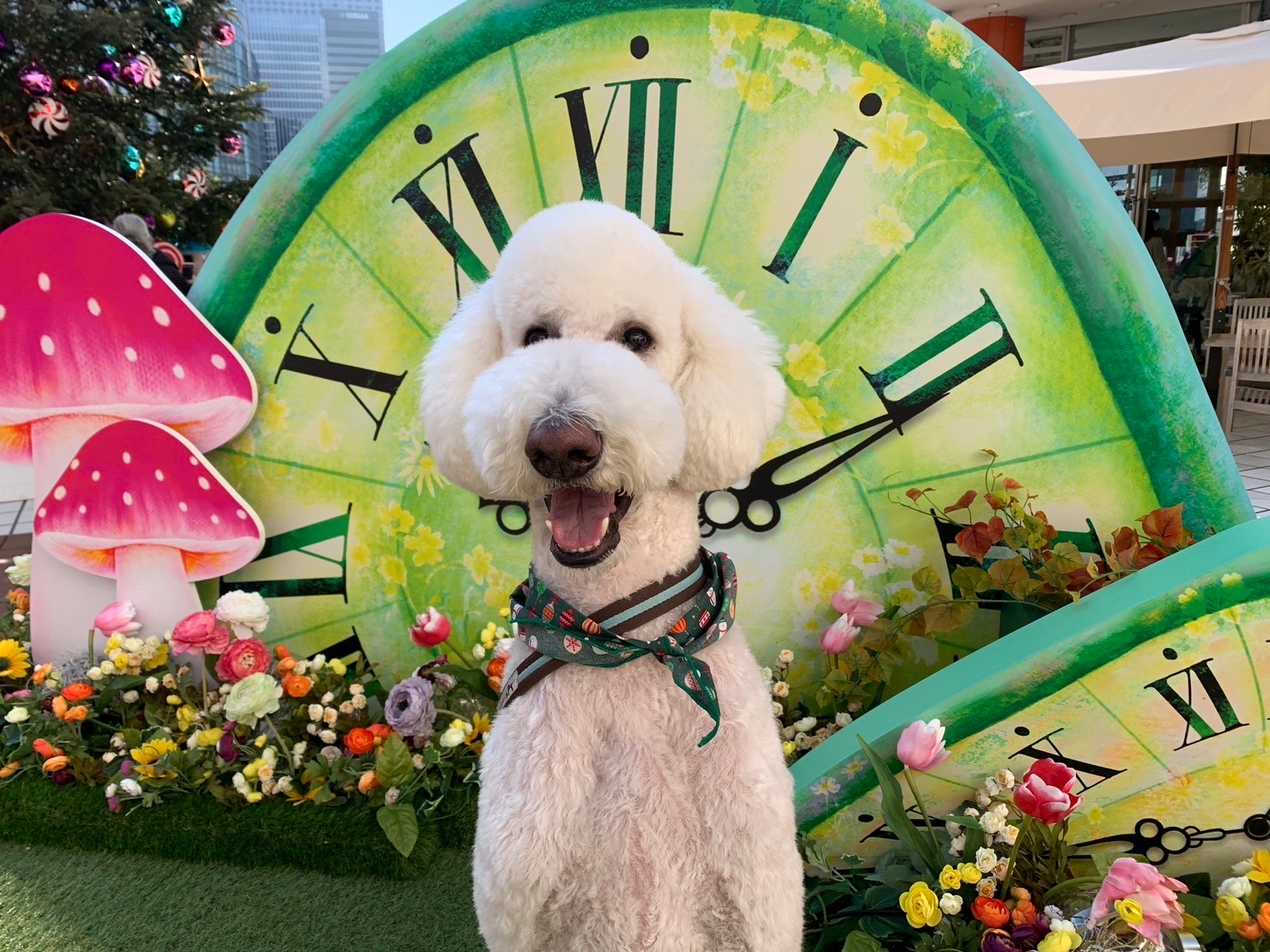 poodle Love