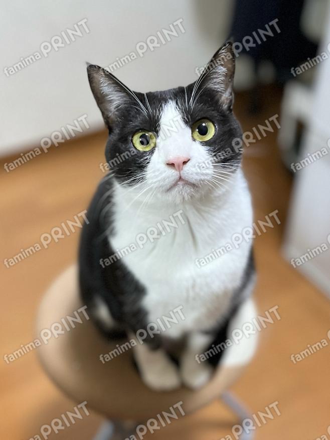 ひのき猫 オリジナルブロマイド・シール　はろ〜ひまわり