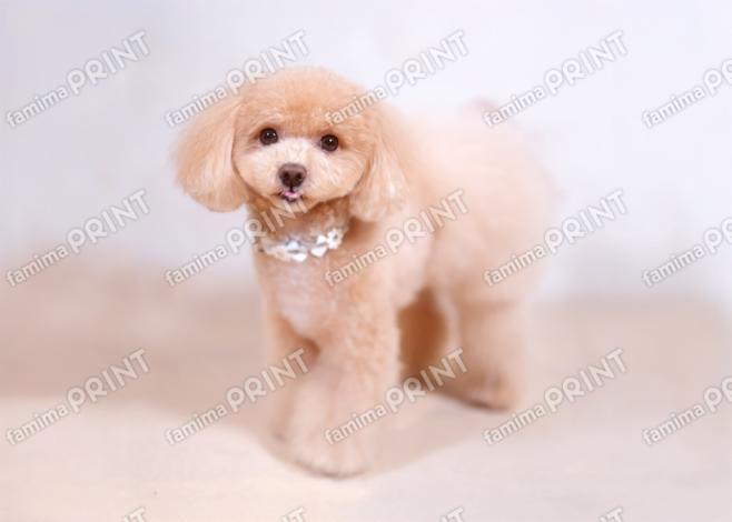 ハロー！モカだわん♪はいポーズ