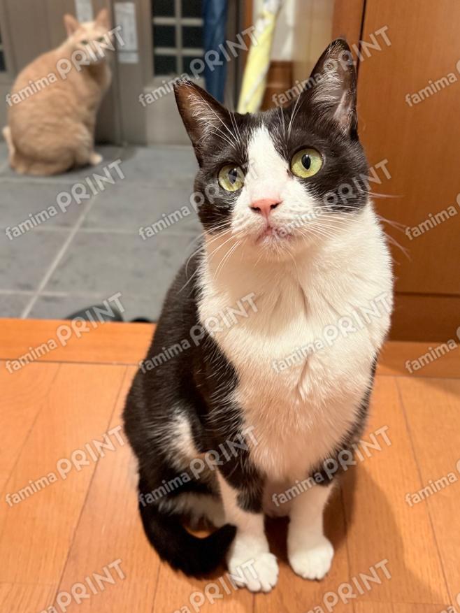 ひのき猫　オリジナルブロマイド・シール　玄関のひまわり