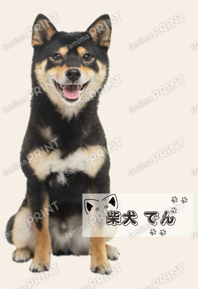 【柴犬】でん－２