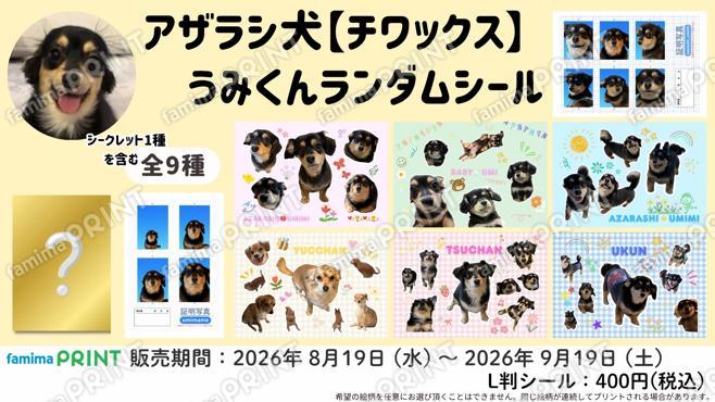 アザラシ犬【チワックス】うみくん　ランダムシール