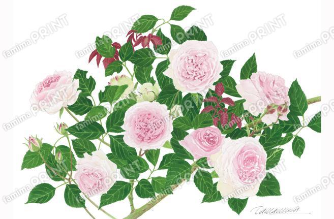 ピエール･ド･ロンサールA