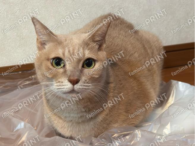 ひのき猫　オリジナルブロマイド・シール　香箱ひのきパート２