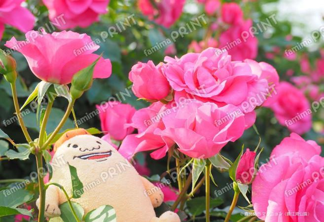 マグニョンブロマイド （錦江湾公園のバラ祭り）