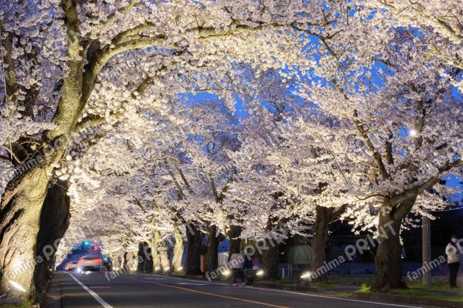 夜の森の桜のトンネル　～夕～②