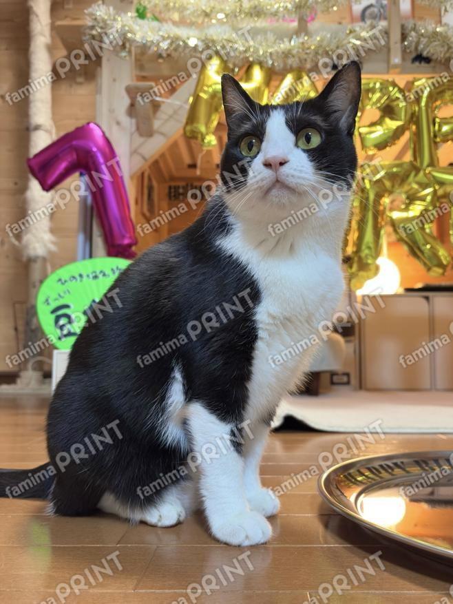 ひのき猫　オリジナルブロマイド・シール　お祝いひまわり