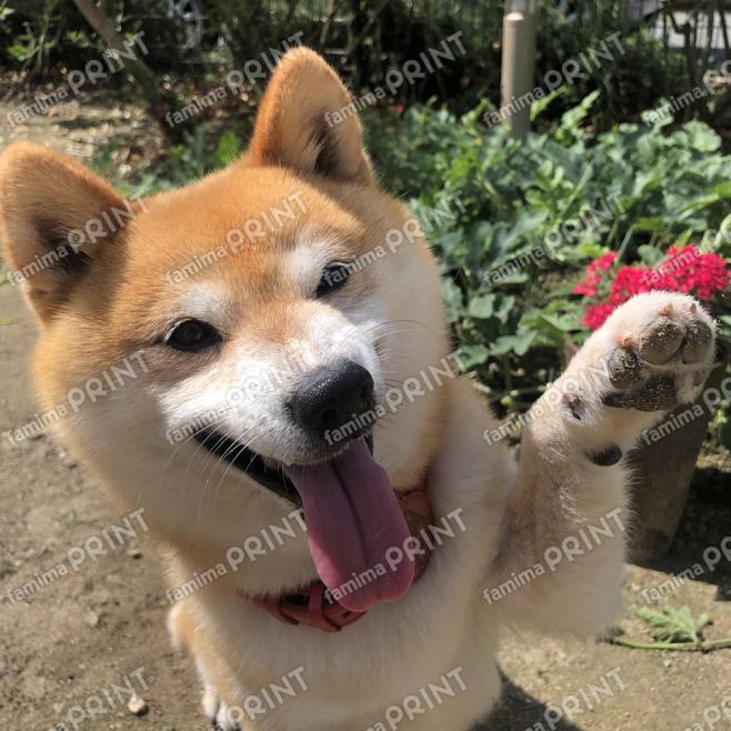 豆柴ぺーすけ11