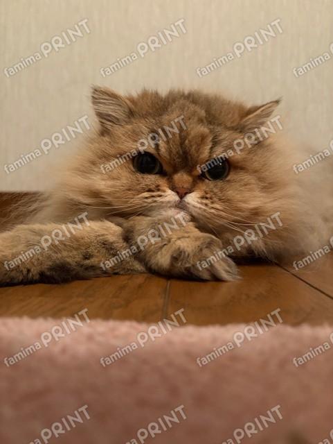 もふもふペルシャの夢々13