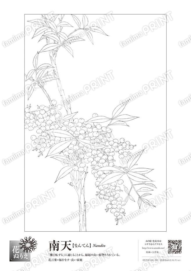 花ぬりえ　南天