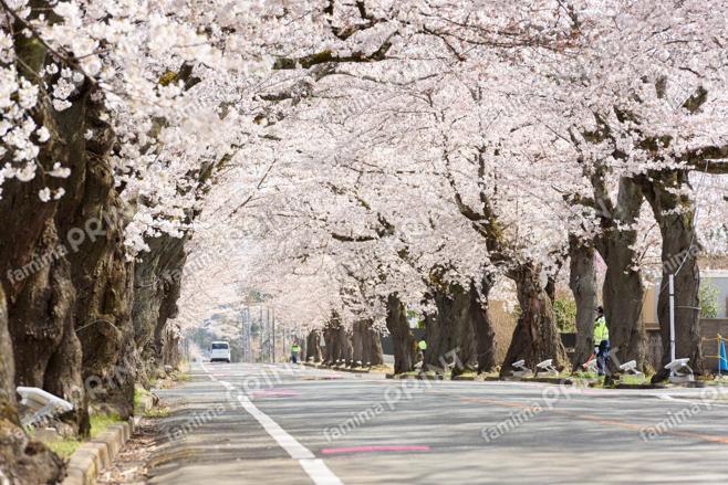 夜の森の桜のトンネル　～朝～②