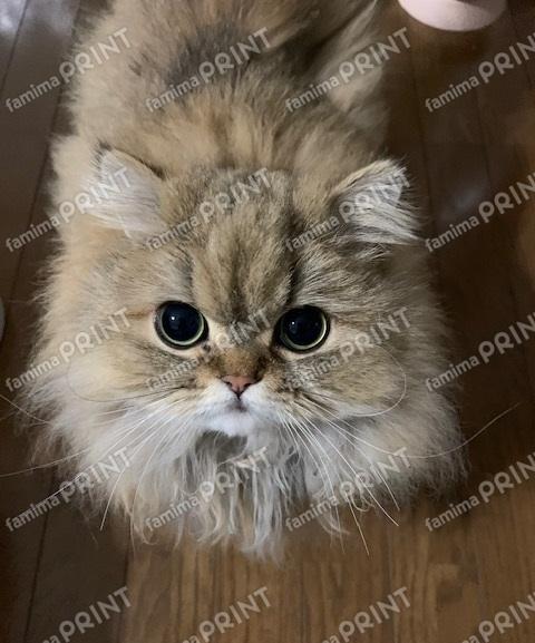 もふもふペルシャの夢々10
