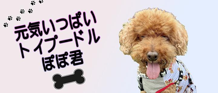 元気いっぱいトイプードルぽぽ君