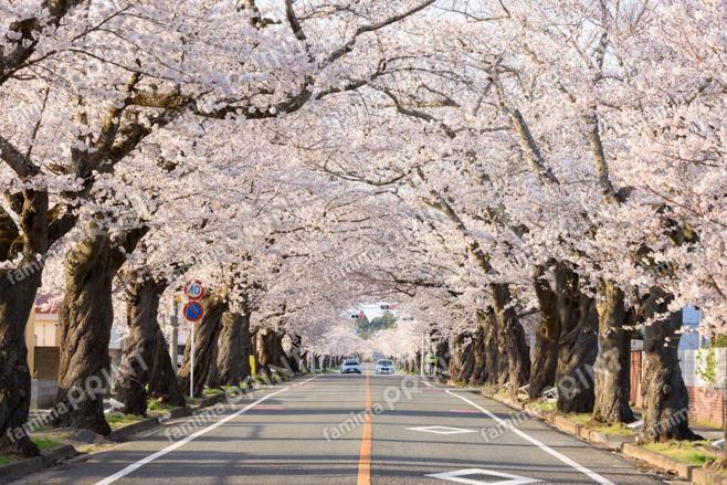 夜の森の桜のトンネル　～朝～①